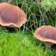 Illustration for article titled Chemists Discover Why This Mushroom Tastes Like Maple Syrup